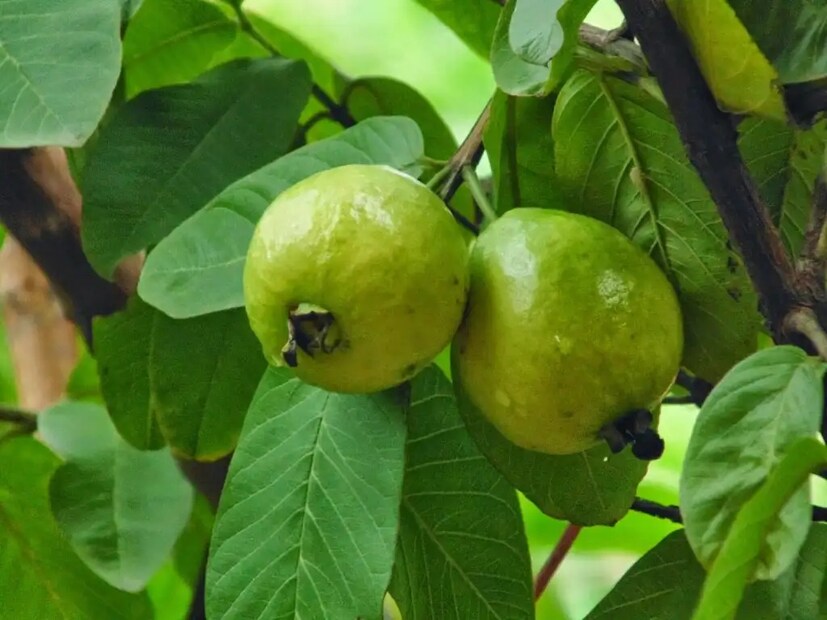 তিনি বলেন, পেয়ারা পাতা প্রাকৃতিক ওষুধ হিসেবে কাজ করে, যা শরীরের ক্ষতি না করেই আপনাকে সুস্থ রাখে। এটিতে অ্যান্টিঅক্সিডেন্ট, অ্যান্টিব্যাকটেরিয়াল এবং অ্যান্টি-ইনফ্লেমেটরি বৈশিষ্ট্য রয়েছে। এর পাশাপাশি এই পাতায় পলিফেনল, ক্যারোটিনয়েড, ফ্ল্যাভোনয়েড এবং ট্যানিন রাসায়নিক পাওয়া যায়, যা বিভিন্ন রোগের চিকিৎসায় বেশ কার্যকর হতে পারে।