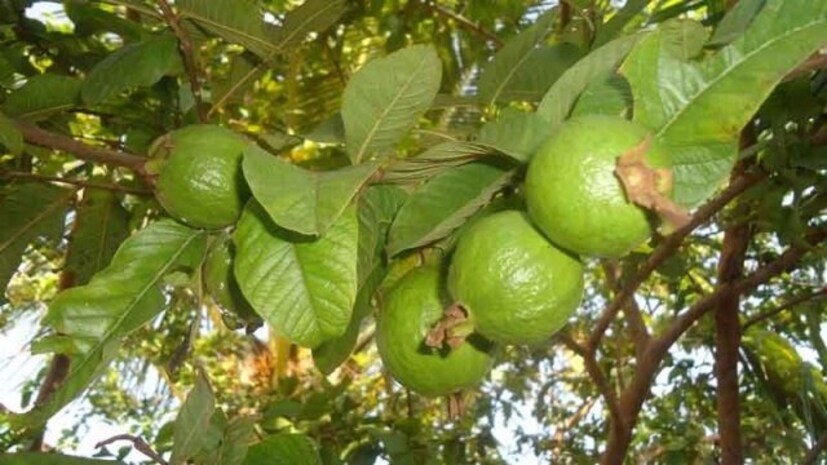 তৈরি করা মাটির সঙ্গে মেশান ৫ চা চামচ হাড়গুঁড়ো এবং ২ চা চামচ এপসম সল্ট। গাছ যত বড় হবে তাকে বড় টবে বসান। টব পাল্টানোর সময় শিকড় ছেঁটে দিন। 