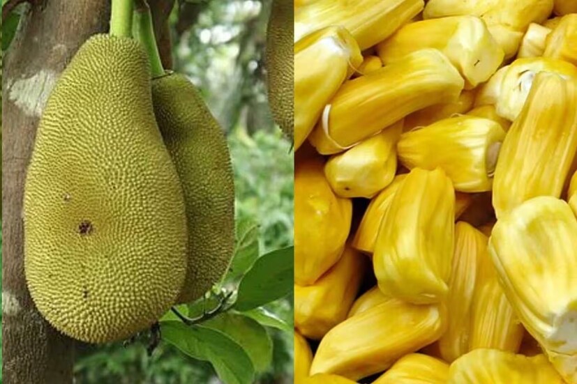 সবচেয়ে গুরুত্বপূর্ণ বিষয় হল কাঁঠাল গাছে জন্মানো ফুলের মধ্যে শুধুমাত্র স্ত্রী ফুলই কাঁঠাল উৎপন্ন করে। পুরুষ ফুল ফোটে এবং মাটিতে ছড়িয়ে পড়ে।