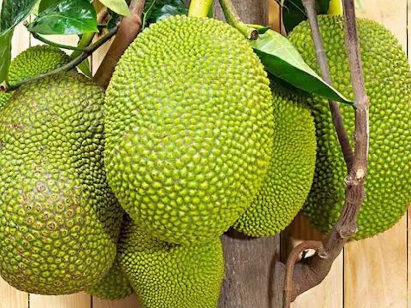 যাঁদের ডায়াবেটিস আছে বা যাঁদের হওয়ার সম্ভাবনা আছে অর্থাৎ যাঁরা প্রি ডায়াবেটিক, তাঁদের অনেক খাবারেই নিষেধাজ্ঞা থাকে৷ কিন্তু তাঁরা কাঁঠাল খেতে পারবেন কিনা সেই দ্বন্দ্ব দূর করেছেন পুষ্টিবিদ জিনাল পটেল৷
