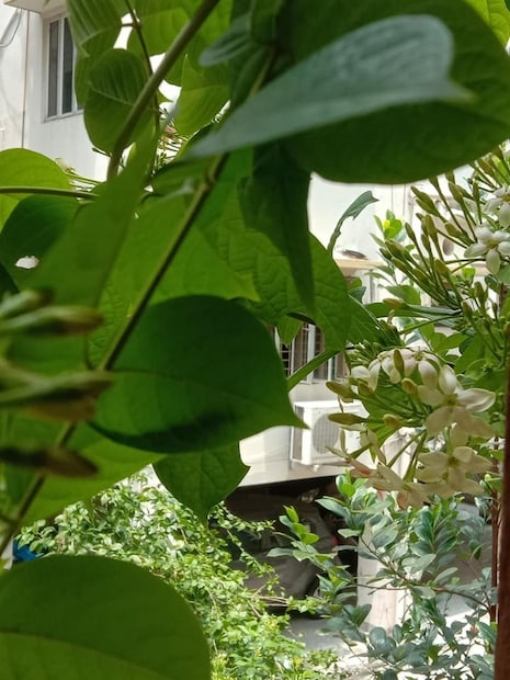 সর্ষের খোল ভিজিয়ে রাখুন ৫ দিন। ১ লিটার এই মিশ্রণের সঙ্গে মেশান ১ লিটার ভাতের ফ্যান। তার সঙ্গে আরও ৮ লিটার জল মিশিয়ে পাতলা মিশ্রণ তৈরি করে গাছের গোড়ায় দিন। 