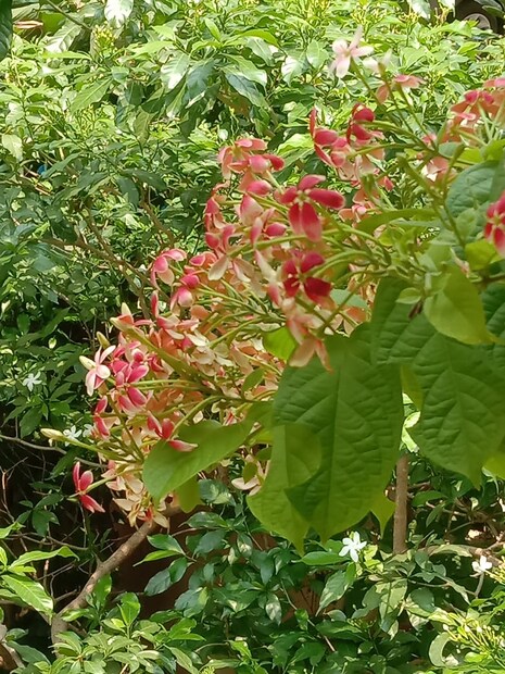 কিছু টিপস মেনে এই গাছের যত্ন করলে যেকোনও মাটিতেই এই লতানে গাছ উপচে ফুল আসবে। সেগুলি জেনে নিন।