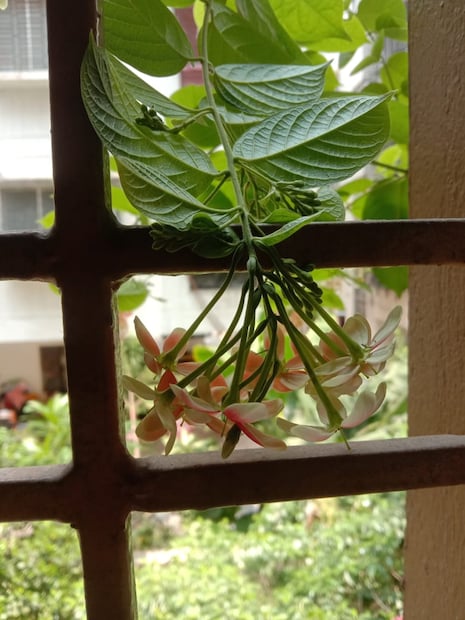 এভাবে যত্ন নিলেই মধুমালতী বা মাধবীলতা বা মালতীলতা গাছের পাতা দেখা যাবে না। ফুলে ছেয়ে যাবে। তার পর আপনার মাধবীলতা দুলবে নিজের আবেশেই।