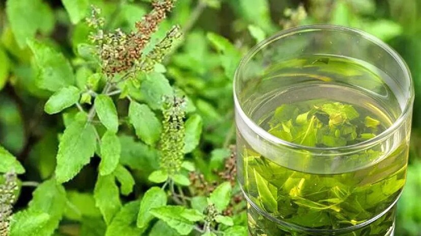 সকালের চা হোক বা ঠান্ডা, তুলসি প্রতিটি রোগীর জন্য বিশেষ এবং প্রতিটি ঋতুর জন্য, তুলসি প্রতিটি বাড়ির জন্য বিশেষ। এতে স্বাদের পাশাপাশি অনেক ঔষধি গুণ রয়েছে, যা আমাদের অনেক রোগের বিরুদ্ধে লড়াই করতে সাহায্য করে।