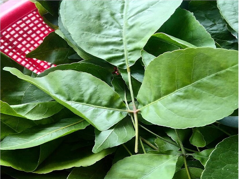 ৩০ মিনিট পর গরমের সময় ঠান্ডা জল দিয়ে ত্বক ধুয়ে ফেলুন । প্রতিদিন এভাবেই ব্রনের উপর এই বেল পাতা ব্যবহার করলেই কয়েকদিন পরেই ম্যাজিকের মত রেজাল্ট পাবেন। Photo- File 