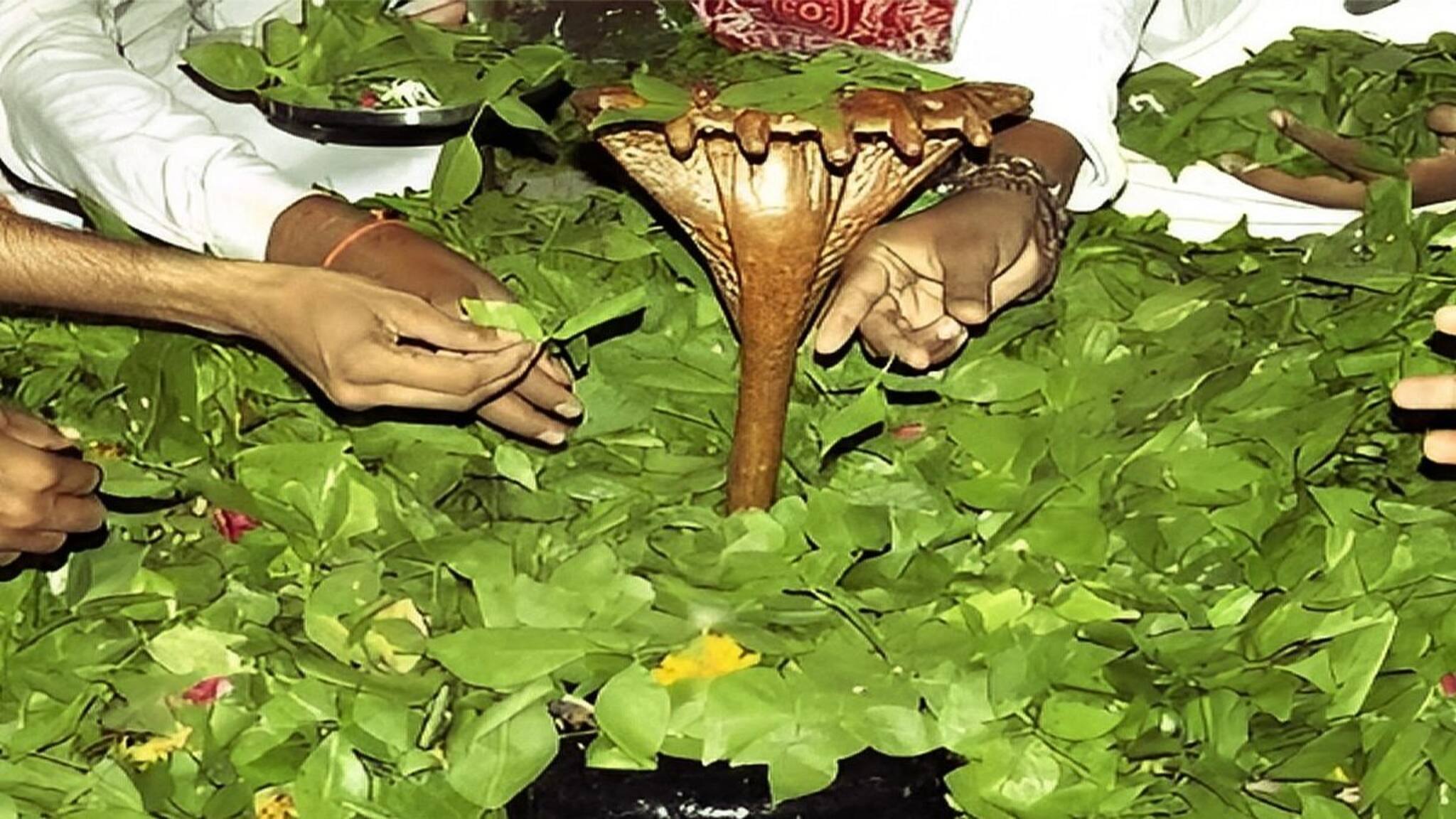 রোজ ঠাকুরের পায়ে অর্পণ করেন এই পাতা,চকচকে ব্রন মুক্ত স্কিনে ম্যাজিক এই পাতা