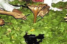 রোজ ঠাকুরের পায়ে অর্পণ করেন এই পাতা,চকচকে ব্রন মুক্ত স্কিনে ম্যাজিক এই পাতা