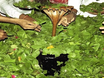 রোজ ঠাকুরের পায়ে অর্পণ করেন এই পাতা,চকচকে ব্রন মুক্ত স্কিনে ম্যাজিক এই পাতা