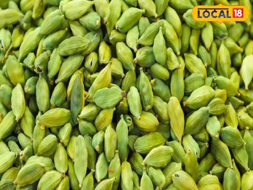 নগর বালিয়ার সরকারি আয়ুর্বেদিক হাসপাতালের মেডিক্যাল অফিসার ডা. প্রিয়াঙ্কা সিং লোকাল নিউজ18-এর সঙ্গে আলোচনা কালে আমাদের জানিয়েছেন যে, এলাচ হেঁচকি, মুখে দুর্গন্ধ, পরিপাকতন্ত্রের সমস্যা, সর্দি কাশি, ব্লাড প্রেশার, হাঁপানি, ক্ষুধা বৃদ্ধি, বমি-ডায়রিয়া, পুরুষত্বহীনতা, মানসিক চাপ, প্রস্রাবের রোগ ইত্যাদি নানা সমস্যা থেকে আমাদের মুক্তি দেয়। এছাড়াও এটি দাঁতের অনেক রোগে খুবই উপকারী এবং কার্যকরী। এলাচ অনেকে মুখের স্বাদ ফিরিয়ে আনতেও ব্যবহার করেন। খাওয়ার আগে দুটি দানা মুখে রেখে দিলে মুখে রুচি ফিরে আসে।