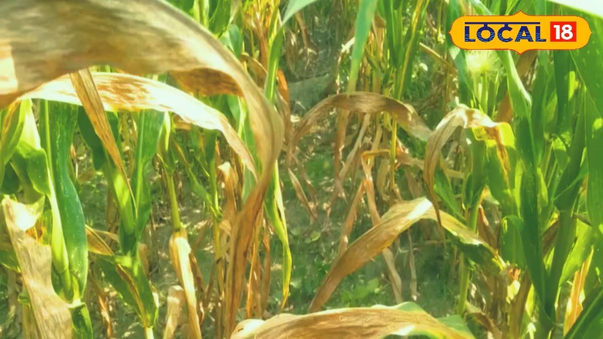 বৃষ্টির দেখা নেই, প্রবল তাপপ্রবাহে ক্ষতির মুখে ভুট্টা চাষিরা