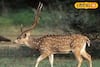 ফরাক্কা এনটিপিসি দত্তক নিল আদিনা পার্কের ৯৩ টি চিতল হরিণ! বছরে খরচ কত জানেন?