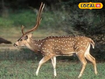 হরিণ