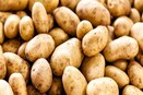 Potato Price Hike: রোজ-ই বাড়ছে আলুর দাম, লাভের আশায় কী করছেন কৃষকরা? দেখুন