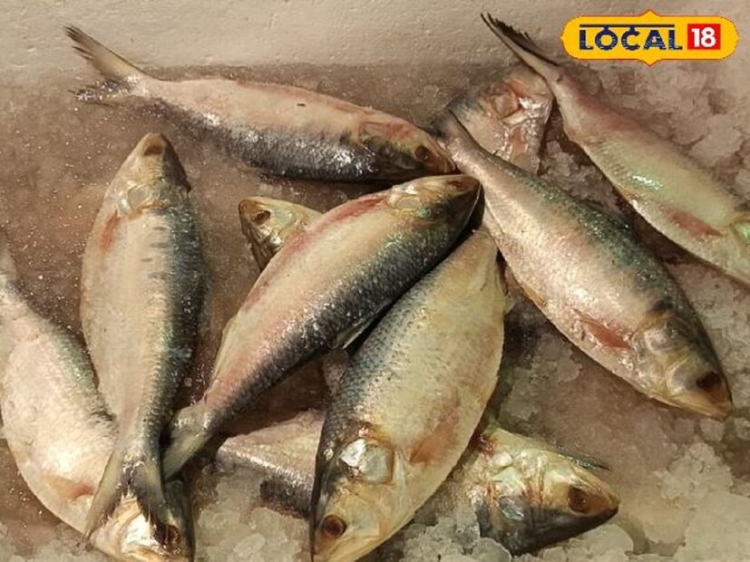 বাঙালি বরাবরই মৎস্য প্রেমী। তাইতো মাছে ভাতে বাঙালি এই প্রবাদটি সর্বদা প্রযোজ্য। তবে সেই মাছ যদি হয় বাঙালির পছন্দের ইলিশ মাছ তবে মুহূর্তে জমে যায় খাওয়া-দাওয়া। আর মাত্র হাতে গোনা কিছুটা সময় বাকি রয়েছে জামাইষষ্ঠীর। জামাইষষ্ঠী মানেই পেট পুরে খাওয়া-দাওয়ার পর্ব। তবে সেই পর্বে ইলিশ থাকবে না তা কি হয়? কিন্তু, জামাইষষ্ঠীর আগের বাজারে রীতিমতো মহার্ঘ্য হয়ে রয়েছে ইলিশ মাছ (Sarthak Pandit)