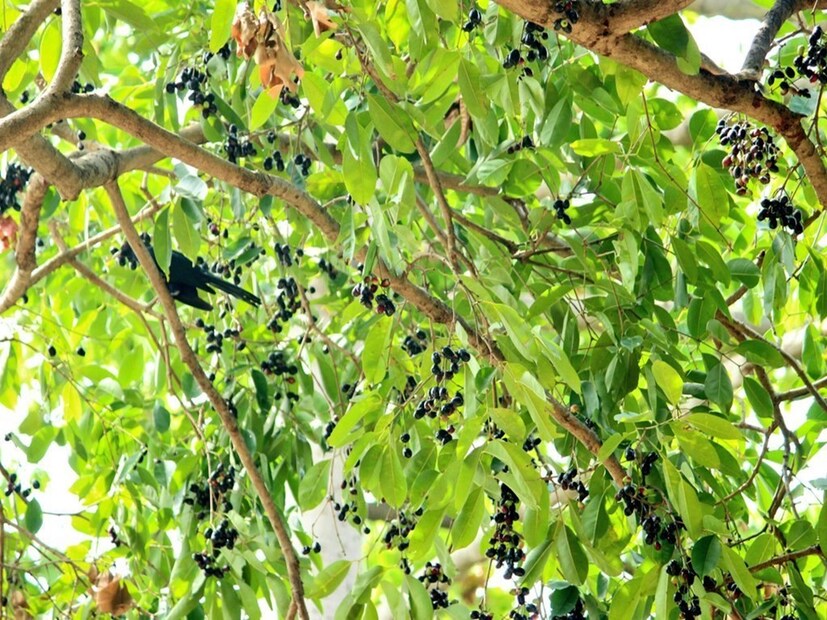 বাজার থেকে ভালো মানের বেগুনি রঙের এ জাম ফলের গাছ পাবেন। তারপর ভালো করে ধুয়ে জলের ট্যাঙ্কে রাখুন। তবে ট্যাঙ্কটিতে এই কাঠ দেওয়ার আগে নিশ্চিত হয়ে নিন যে এটি পরিষ্কার রয়েছে। ট্যাঙ্কটিও একবাপ পরিষ্কার করে নিন। তারপর দেখুন আপনার ট্যাঙ্কের জল কত বছর ধরে পরিষ্কার থাকে।