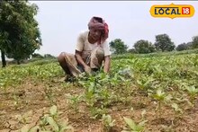 বৃষ্টির অভাবে সঙ্কটে পাট চাষ, নবাবের জেলায় চাষিদের ভয়াবহ অবস্থা