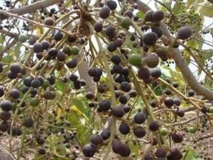 বন-জঙ্গলে পাওয়া পিয়াল ফল আজকাল চর্চার কেন্দ্রবিন্দুতে উঠে এসেছে। আর মজার বিষয় হল, পিয়াল নামের এই ফলটি পড়শি রাজ্য ঝাড়খণ্ডের কোডার্মা এলাকার বাজারগুলিতে ভালবাসার মিষ্টি নামেই বিকোচ্ছে।বনবাদাড়ে পাওয়া ছোট্ট আকারের বেগুনি ও কালচে রঙের পিয়াল ফল আজকাল মানুষ বেশ পছন্দ করছে। ফলে হাট-বাজার সর্বত্রই এর দেখা মিলছে।