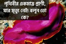 পৃথিবীর একমাত্র প্রাণী, যার 'মৃত্যু' নেই! নামটা জানেন? তাজ্জব হয়ে যাবেন নিশ্চিত!