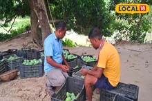 রিমলের ব্যাপক প্রভাব আম চাষে, জামাইষষ্ঠীর আগে পাকা আমে টান