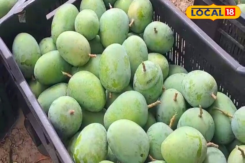এভাবে কাঁচা আম প্রায় এক বছর সংরক্ষণ করে রাখা যেতে পারে একদম ঘরোয়া উপায়ে। তবে খেয়াল রাখতে হবে, এই কাঁচা আম রান্না বা ব্যবহারের সময় কোনরকম লবণ ব্যবহার করা যাবে না। (রাকেশ মাইতি)