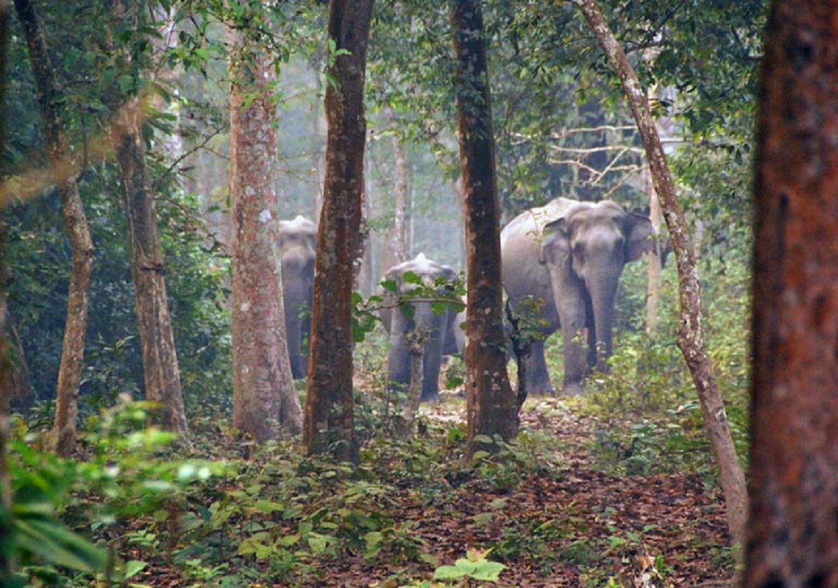 চিলাপাতার গহীন জঙ্গলের সবটা একদিনে দেখে শেষ করা যায় না। এতটাই বড় এই জঙ্গল। গাইডরাও সব জায়গা ঘুরিয়ে শেষ করতে পারে না। পর্যটকদের সংখ্যাও এখানে অনেকটা কম। photo source collected