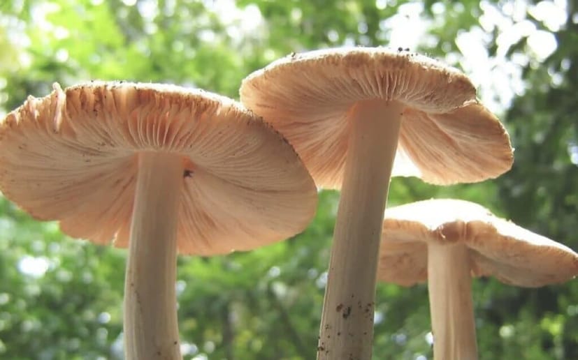 মাশরুমে থাকে সেলেনিয়াম নামক অ্যান্টি-অক্সিড্যান্ট যা ‘ফ্রি র‌্যাডিক্যালের’ ক্ষতিকর প্রভাব থেকে শরীরকে রক্ষা করে। হৃদ্‌রোগ এবং ক্যানসার-এর ঝুঁকি বাড়ায় এই ফ্রি র‍্যাডিক্যাল। 