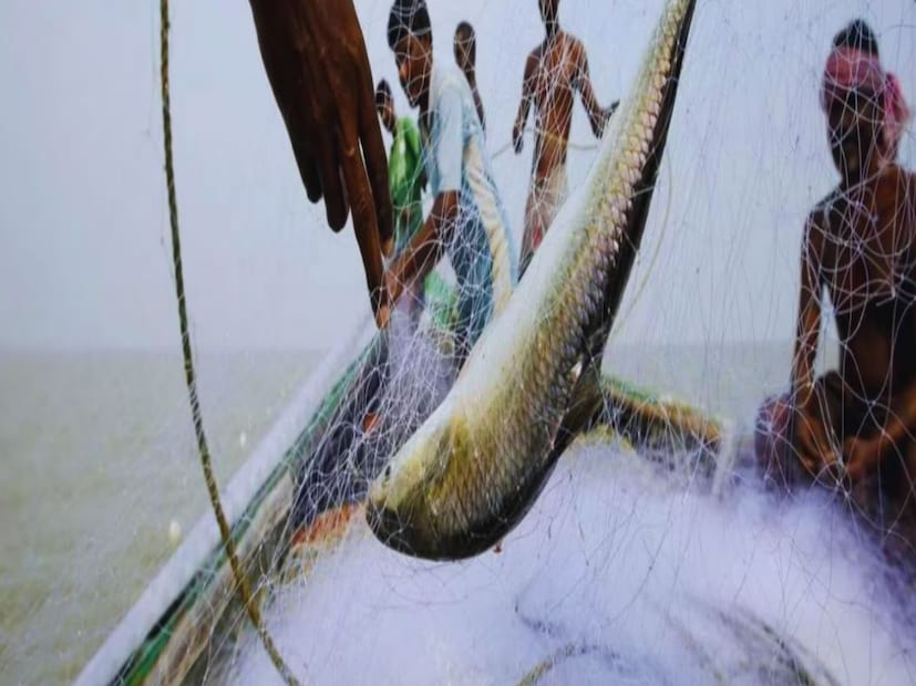 বর্তমানে মাছের খরা চলছে। নদীতে খুব কম মাছ মিলছে, তাই দাম চড়া। আগে ইলিশ প্রচুর আসত, এখন যোগান মন্দা। তাই দাম চড়া। জানা যাচ্ছে বাংলাদেশে সারা বছরের মধ্যে সব চেয়ে বেশি দামে ইলিশ বিক্রি হচ্ছে এখনই।