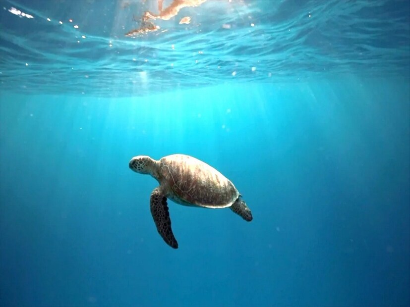 রিংউডাইট পাথর কীভাবে এত জল ধরে রাখতে পারে? বিজ্ঞানীদের কথায়, এই পাথরের গঠন খুবই অদ্ভুত। পাথরের যে কেলাসাকার গঠন রয়েছে তার মধ্যেই লুকিয়ে রয়েছে জলধারণ ক্ষমতার রহস্য। কেলাসাকার গঠন হল পাথরের পরমাণুর বিন্যাস। এই বিন্যাসই হাইড্রোজেনকে আকর্ষণ করে। যার ফলে অতিরিক্ত জল ধরে রাখতে পারে রিংউডাইট পাথর।