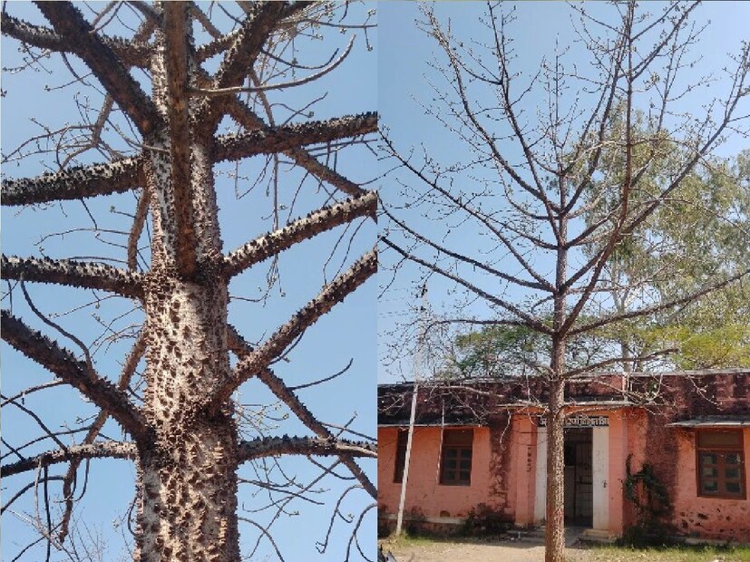 *ড. রাজেশ বলেন, মোচারাস ক্যালসিয়াম বাইন্ডার হিসাবে, অস্টিওপরোসিস প্রতিরোধে ব্যবহৃত হয় এবং অনেকে অভ্যন্তরীণ শক্তি বৃদ্ধিতেও এটি ব্যবহার করে। সংগৃহীত ছবি। 