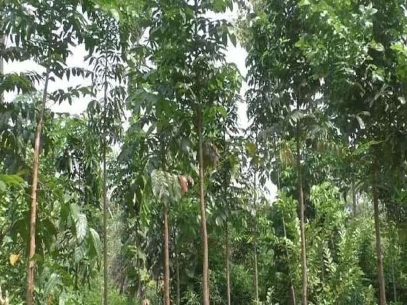ওয়ার্ল্ড ফরেস্ট ম্যাপ অনুসারে সবচেয়ে বেশি গাছের দেশ হল রাশিয়া। বিশ্বের বন মানচিত্র হল পৃথিবীর বিভিন্ন অংশের মোট বনভূমির একটি নীলনকশা। যে দেশে বনাঞ্চল যত বেশি, সে দেশে গাছ তত বেশি। রাশিয়ায় প্রায় ৮১৫ মিলিয়ন হেক্টর বনাঞ্চল রয়েছে, এটিই হল পৃথিবীতে সবচেয়ে বেশি গাছের দেশ।