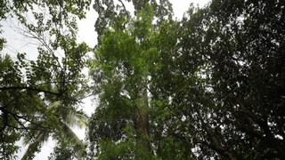 সবুজ রক্ষার নতুন দিশা
