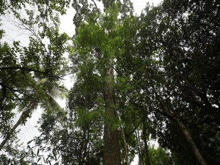সবুজ রক্ষার নতুন দিশা
