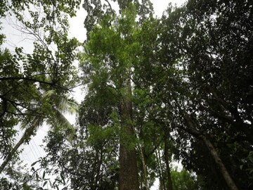 সবুজ রক্ষার নতুন দিশা
