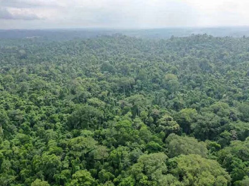 এই রেইনফরেস্ট কলম্বিয়া, পেরু এবং ব্রাজিল সহ দক্ষিণ আমেরিকার ন’টি দেশে সমানভাবে বিস্তৃত। গবেষণায় দেখা গেছে যে, প্রাণী, গাছপালা এবং অন্যান্য জীবন্ত প্রাণী সহ পৃথিবীর জীববৈচিত্র্যের প্রায় ১০%ই রয়েছে আমাজন রেইনফরেস্টে।