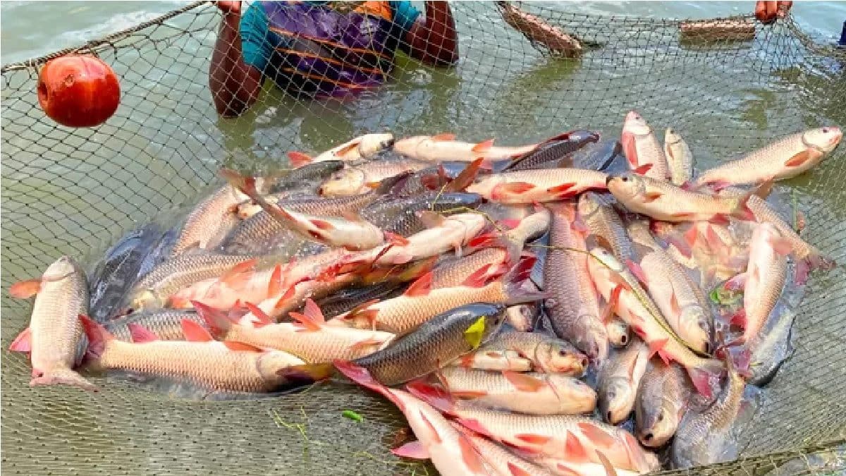 Fish Price Hike: মাছ চাষীদের বড় ভুল, আর রুই মাছ দলে দলে মরে পড়ে থাকছে ...