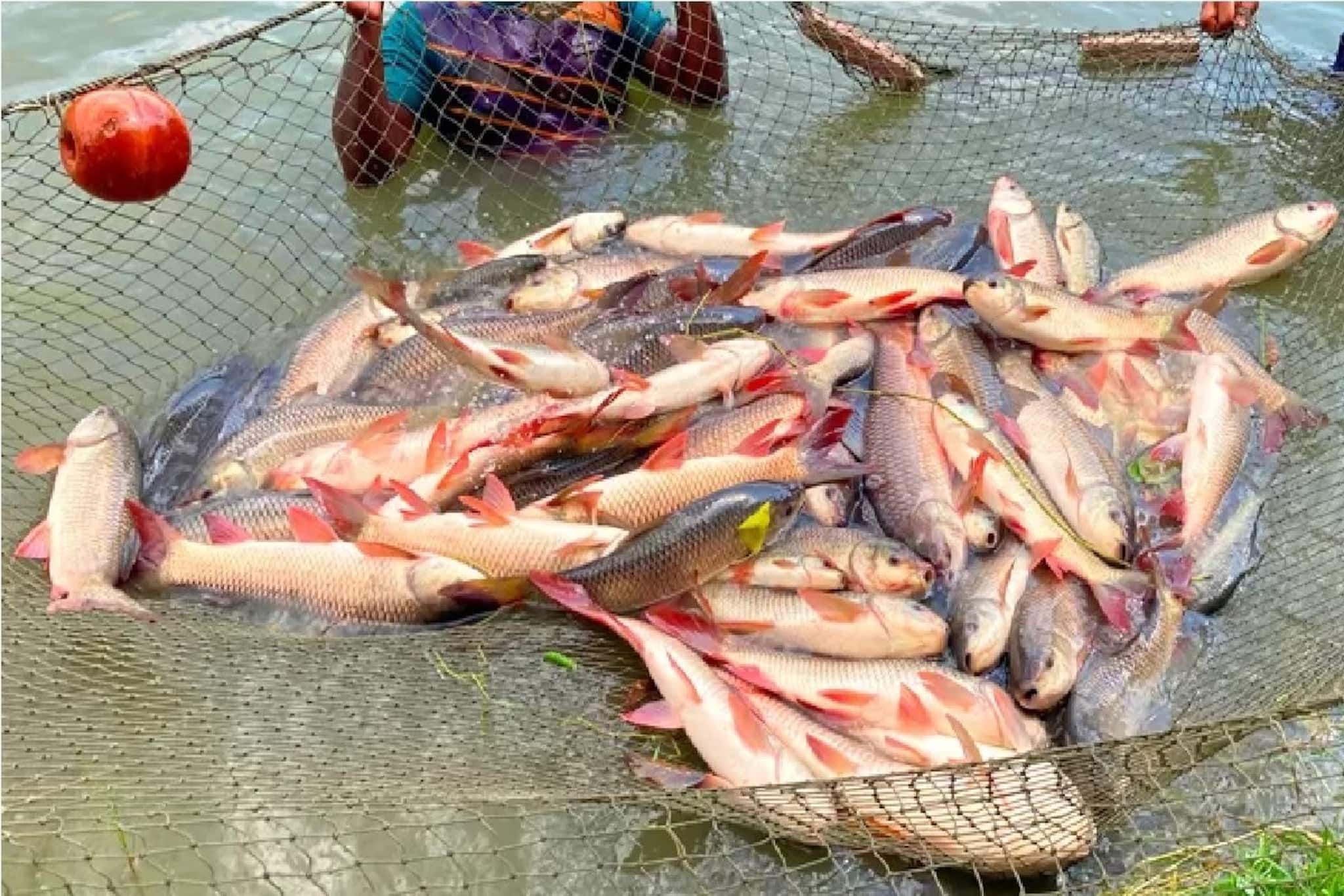 মাছ চাষীদের বড় ভুল, আর রুই মাছ দলে দলে মরে পড়ে থাকছে, দামও বাড়ছে জেট গতিতে