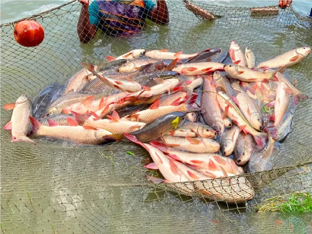 :  গ্রীষ্মে সূর্যের দাপটে নাজেহাল দক্ষিণবঙ্গ৷  দীর্ঘ এই গ্রীষ্মের ফলে অত্যধিক রোদের তাপের জন্য পুকুর, নদী- জলাশয়ের জল শুকিয়ে যাচ্ছে। তাই জলচর প্রাণীদের বেঁচে থাকাই দায় হয়ে পড়ছে। মৎস্য বিজ্ঞানীরা বলছেন, গ্রীষ্মকালে অত্যধিক প্রখর রোদের জন্য নদী কিংবা পুকুরের জল অত্যধিক গরম হয়ে যাচ্ছে।  জলের গভীরতা কমার ফলে, মাছ মরে যাচ্ছে পুকুরে। Photo- Representative