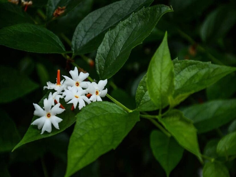 কাশি, সর্দি আর সাইনাসের ব্যথা থেকে উপশম পেতে চায়ের মতো বানিয়েই এটি খান। কী করবেন? ২/৩ পাতা জলে ফুটিয়ে নিন। সঙ্গে ৪/৫ টি ফুল এবং একটু ফুটে গেলেই তাতে যোগ করে দিন ৪টি তুলসি পাতা, পান করুন।