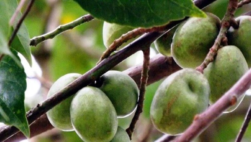 কিন্তু কী কী উপকারিতা রয়েছে এই জলপাইযের এ ব্যাপারে ডঃ শচিদানন্দন চৌধুরী জানান,  এই জলপাই ফলে খনিজ, ভিটামিন, ফাইবার এবং মূল্যবান অ্যান্টিঅক্সিডেন্ট সমৃদ্ধ। প্রতি ১০০ গ্রাম জলপাই ফলে রয়েছে ভিটামিন সি, ক্যালরি, শর্করা ও ক্যালসিয়াম।রক্তের চর্বি বা ফ্যাটের পরিমাণও কমায় এই জলপাই।অ্যান্টিমাইক্রোবিয়াল এজেন্ট জলপাইতে রয়েছে উচ্চহারে।