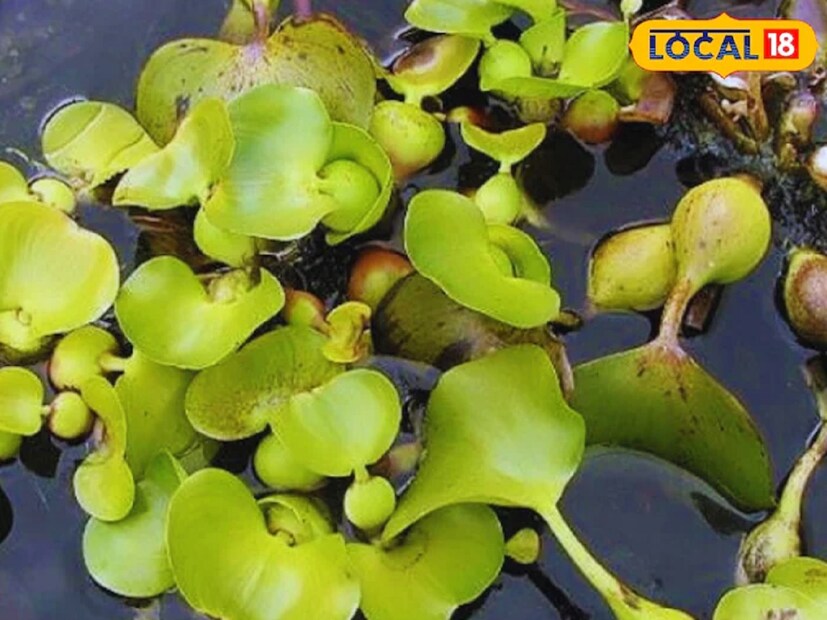 আমাদের দেশের গ্রামাঞ্চলে এবং পাহাড়ি এলাকায় এমন অনেক গাছ পাওয়া যায় যা নানা ঔষধি গুণে পরিপূর্ণ। আয়ুর্বেদ শাস্ত্রে এই গাছগুলোর অত্যন্ত গুরুত্ব রয়েছে। এগুলো নিয়ম মেনে খেলে আমাদের শরীরের অনেক রোগ সেরে যায়। 