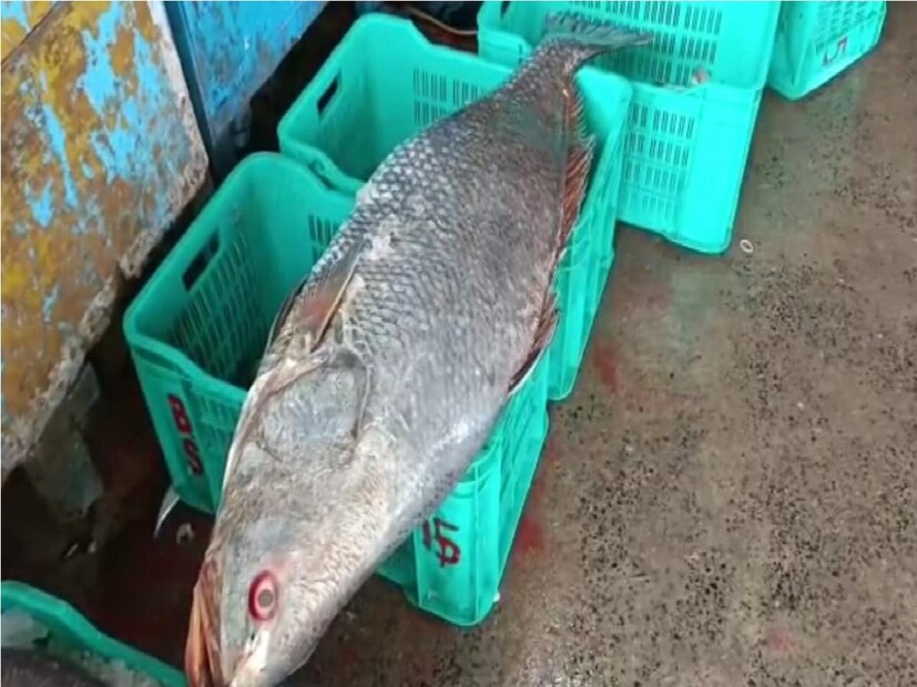 তবে এই ইলিশ মন্দার বাজারে মৎস্যজীবীদের মুখে হাসি ফুটল কয়েক লক্ষ টাকার ভোলা মাছ ওঠায়। এদিন একটি ভোলা মাছ দিঘা মোহনা মৎস্য নিলাম কেন্দ্রে বিক্রির জন্য নিয়ে আসা হয়। বিরল প্রজাতির ভোলা মাছের দাম লক্ষ লক্ষ টাকা।
