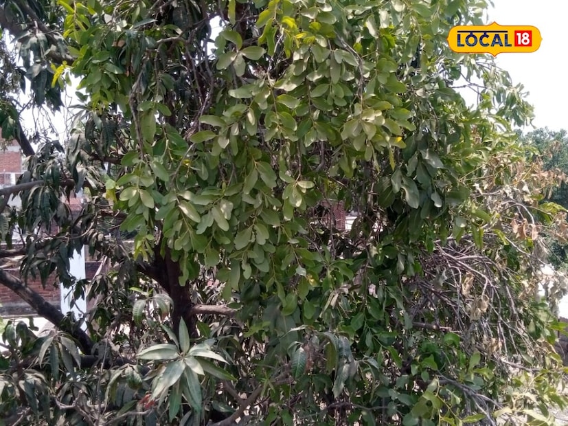 এদের মধ্যে কিছু গাছের নাম আমরা জানি, বেশিরভাগটাই যদিও জানি না। আমাদের না জানার মধ্যে যারা পড়ে, তেমনই একটি গাছ হল বান্দা। সাধারণত, মাটিতে বৃদ্ধির পরিবর্তে, এটি প্রায়শই অন্য আরেকটি একটি গাছে বৃদ্ধি পায়।