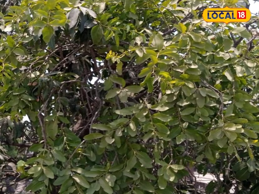 অর্থাৎ, বুঝে নিতে অসুবিধা হয় না যে এটি একটি পরজীবী উদ্ভিদ। এটি সহজেই বট, পিপল, আম, নিম ইত্যাদি গাছে দেখতে পাওয়া যায়। এর অনেক ঔষধি গুণও রয়েছে।