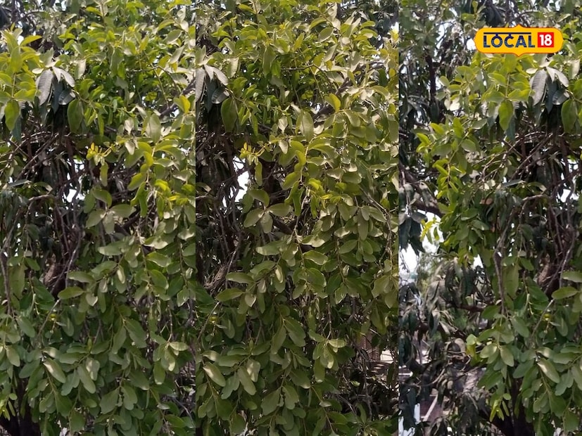 বান্দার পাতা, কান্ড ও শিকড় ঔষধি গুণে পরিপূর্ণ। এটি মুখের ঘা, জ্বর, ফাইলেরিয়াসিস, পেট ব্যথা সহ অনেক রোগ থেকে মুক্তি দেয়।