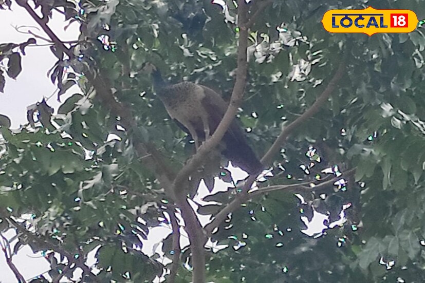 এছাড়াও আদুরিয়ার স্থানীয়দের মধ্যে একাংশ আরও জানিয়েছেন ,প্রতি বছর শীতের মরশুমে ঝাঁকে ঝাঁকে ময়ূর দেখতে পাওয়া যায় এই এলাকায় । এক একটি ঝাঁকে প্রায় ৩০ থেকে ৪০ টি ময়ূরের দেখা পাওয়া যায়। ইতিমধ্যে বাইরে থেকেও অনেকে আউশগ্রাম ঘুরতে এসে ময়ূর দেখার জন্য আদুরিয়া আসছেন।