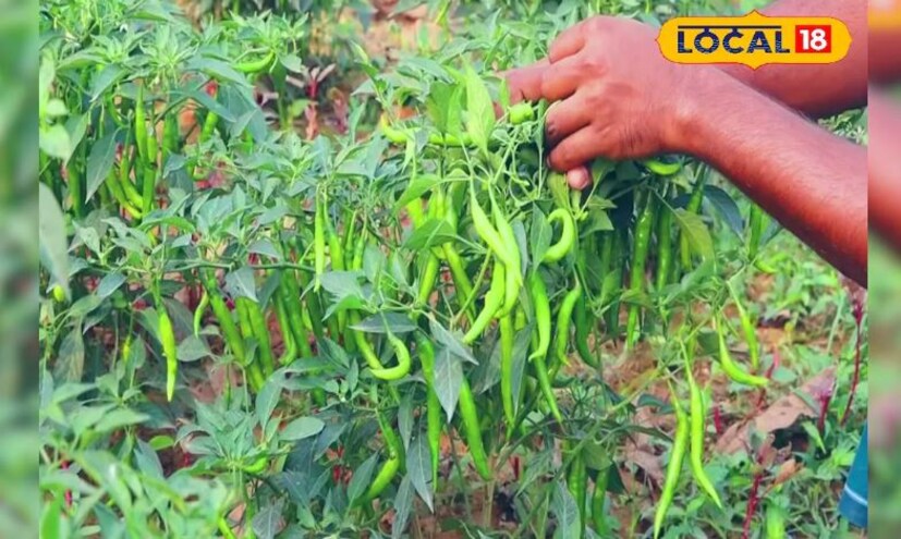 এই লঙ্কা চাষ করে সংসার খরচের বাড়তি আয় জোগাড় করে এই গ্রামের মহিলারা। প্রতিদিন সকাল হতে না হতেই বাড়ির সমস্ত কাজ সামলে জমি থেকে লঙ্কা তুলে তারপর সেই লঙ্কা সকলে একত্রিত হয়ে বাছাই করে।