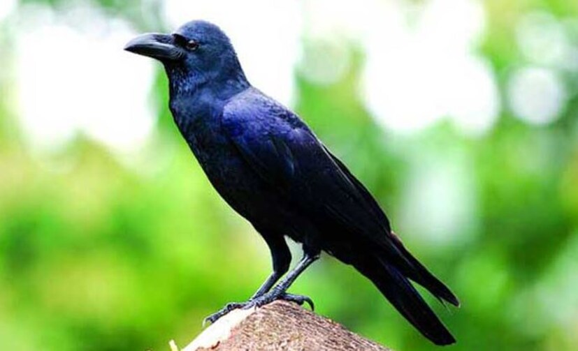 বাড়িতে আসা যে কোনও প্রাণী কোনও ভাল বা খারাপ লক্ষণ বয়ে নিয়ে আসে৷ কাক খুবই সাধারণ পাখি যার দেখা মেলে সর্বত্র৷