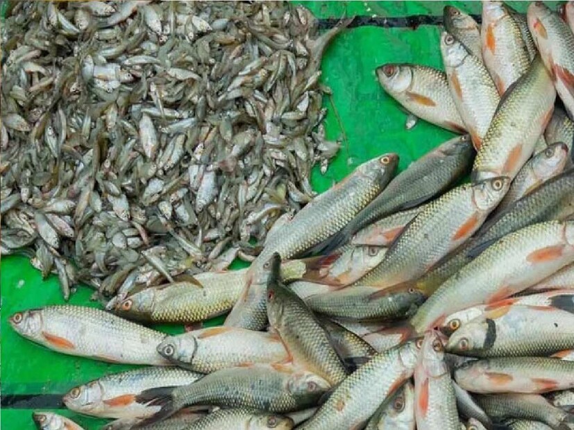 এছাড়াও মাছের ত্বকের রং দেখেও বোঝা যায় সেটি তাজা কিনা। যদি ত্বক চকচকে উজ্জ্বল হয়, তাহলে বুঝবেন মাছটি তাজা। মাছ টাটকা না হলে সেই রঙ অনেক ফ্যাকাসে দেখাবে।