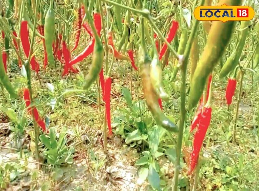 এলাকার মহিলারা সেই ধানি লঙ্কার চাষ করে এখন নিজেদের রুটি রুজির হাতিয়ার তৈরি করে ফেলেছেন। উল্লেখ্য এই লঙ্কার চাষের জন্য উত্তর দিনাজপুর জেলার কালিয়াগঞ্জ ব্লকের বরুনা গ্রামে সুনাম রয়েছে জেলা জুড়ে। সারা বছর এখানে লঙ্কা চাষ করে থাকে এলাকার মহিলারা।