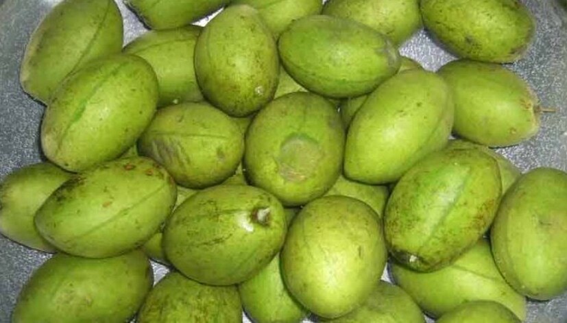 গ্রাম বাংলার একটা জনপ্রিয় ফল হল জলপাই। গ্রামের বেশির ভাগ বাড়িতেই এই জলপাই গাছ দেখা যায়।টক স্বাদের এই ফলটি প্রচুর পরিমাণ পুষ্টিগুণে ভরা। এই জলপাই বিক্রি করে অনেক কৃষকই মোটা টাকা রোজগার করেন। (পিয়া গুপ্তা)